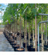 Paulonia o Paulownia