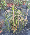 Beaucarnea (elephant's foot)