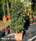 Ficus benjamina "Danielle"