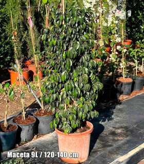 Ficus benjamina 'Danielle'