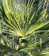 Chamaerops Humilis "Heartroot"