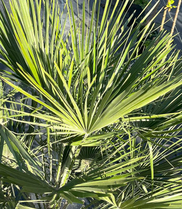 Chamaerops Humilis "Heartroot"