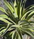 Agave desmetiana "Variegata"
