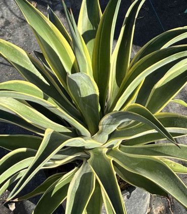 Agave desmetiana "Variegata"