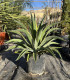 Agave desmetiana "Variegata"