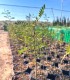 Acacia karroo (Vachellia karroo)