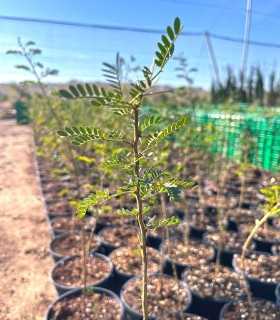 Acacia karroo (Vachellia karroo)