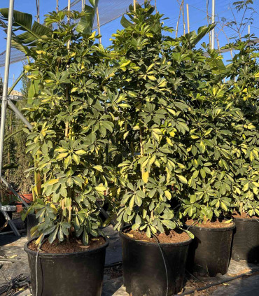 Schefflera Dalton