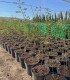 Acacia karroo (Vachellia karroo)