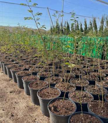 Acacia karroo (Vachellia karroo)