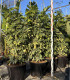 Schefflera Dalton