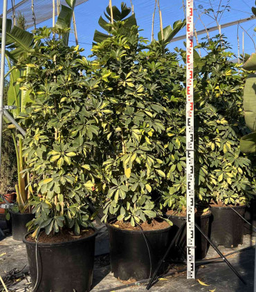 Schefflera Dalton