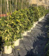 Schefflera Dalton