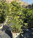 Schefflera Dalton