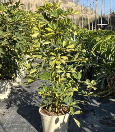 Schefflera Dalton