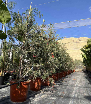 Callistemon or "Bottle Cleaner" variety Captain Cook