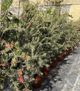 Callistemon o “Limpiatubos” variedad Captain Cook