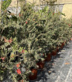 Callistemon or "Bottle Cleaner" variety Captain Cook