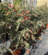 Callistemon or "Bottle Cleaner" variety Captain Cook