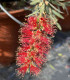 Callistemon or "Bottle Cleaner" variety Captain Cook
