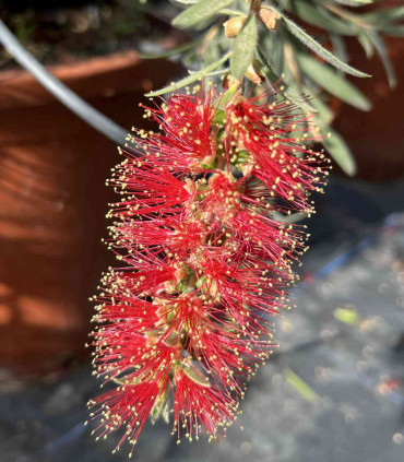 Callistemon or "Bottle Cleaner" variety Captain Cook