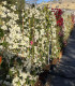 Bougainvillea, Buganvilla