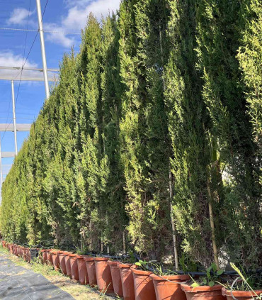 Ciprés común. (Cupressus sempervirens) Piramidal