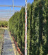 Ciprés común. (Cupressus sempervirens) Piramidal
