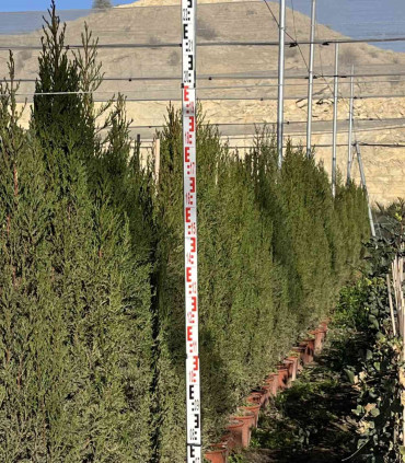 Ciprés común. (Cupressus sempervirens) Piramidal