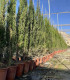 Common cypress. (Cupressus sempervirens) Pyramidal
