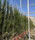 Ciprés común. (Cupressus sempervirens) Piramidal