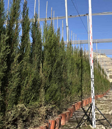 Ciprés común. (Cupressus sempervirens) Piramidal