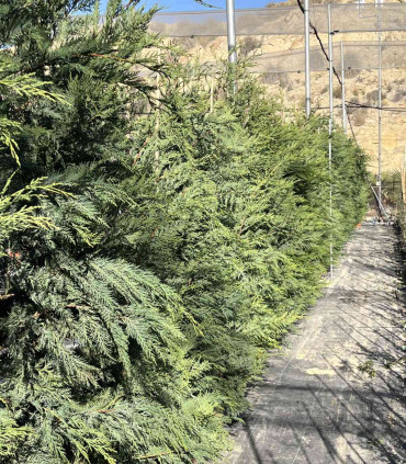 Leyland cypress