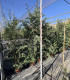 Leyland cypress
