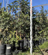 Carob tree