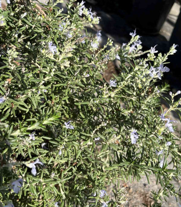 Romero rastrero (Rosmarinus officinalis)