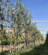 Picual olive production