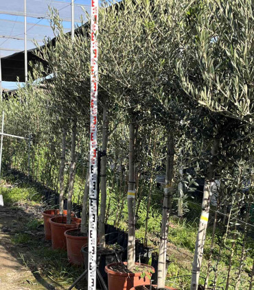 Picual olive production