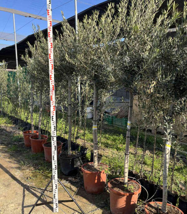 Picual olive production