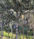Picual olive production