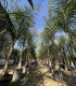 Coco Plumoso (Syagrus romanzoffianum)