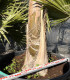 Coco Plumoso (Syagrus romanzoffianum)