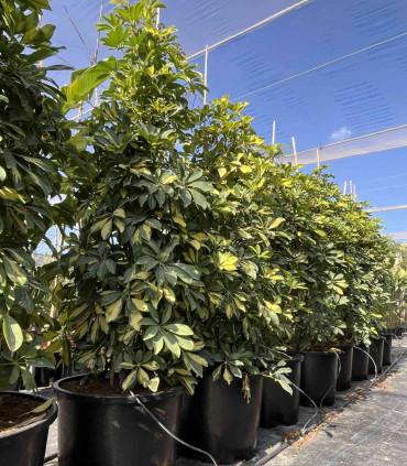 Schefflera Dalton