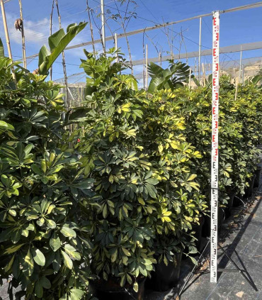 Schefflera Dalton