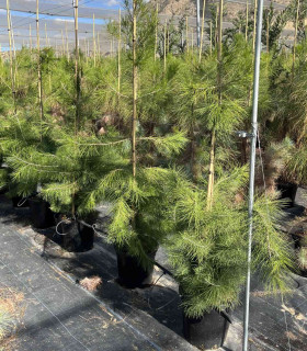 Pino Carrasco (Pinus halepensis)