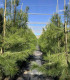 Pino Carrasco (Pinus halepensis)