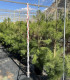 Pino Carrasco (Pinus halepensis)