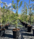 Pino Carrasco (Pinus halepensis)