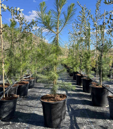 Pino Carrasco (Pinus halepensis)
