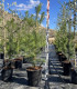 Pino Carrasco (Pinus halepensis)